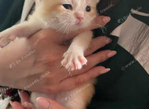 GCCF registered British Shorthair and Longhair Chocolate and Black Golden Kittens