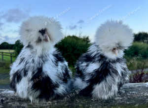 Mottled silkie point of lay pullets