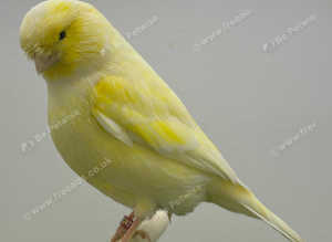 Norwich canaries