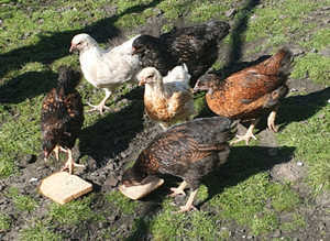 Females pullets chickens