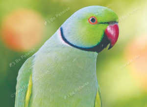 Male adult Indian Ringneck £150 ono
