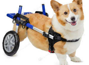 Dog Wheelchairs UK