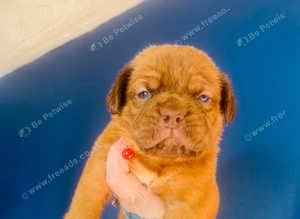 Beautiful Dogue de Bordeaux puppy's