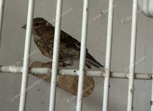 Linnet finches