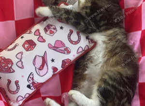Willow is Looking for a forever home