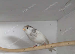 3 redpolls
