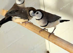 Bicheno Finches  male female,17