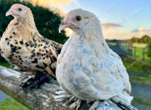 Sablepoot point of lay bantams