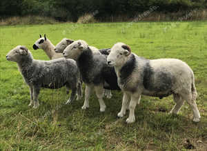 Herdwick ram lambs for sale