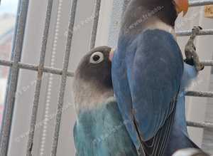 Baby female blackmask lovebird for sale.