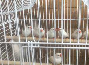 zebra finch wanted