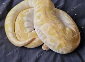Royal Pythons for Sale (NOT free, sensible offers considered)