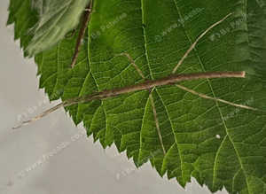 Zomprois stick insects