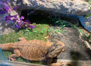 bearded dragon