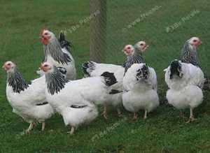 Light Sussex point of lay pullets