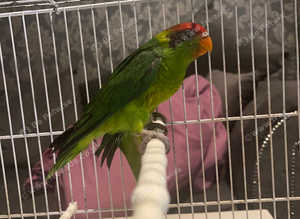 Baby iris lorikeets rare