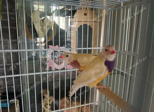 Pair of yellow gouldian