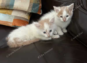 Maine Coon  cross kittens