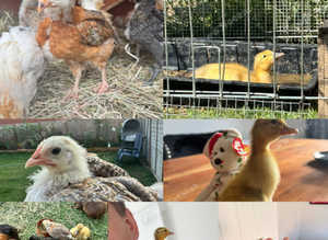 Ducks - Chickens - Chicks - Ducklings