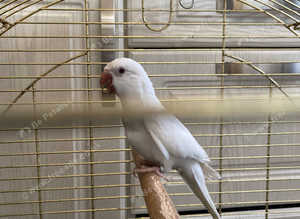 Albino quacker