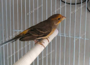 Mexican house sparrow cock