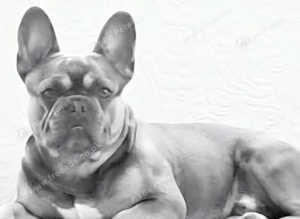 Beautiful example of a French bulldog for stud