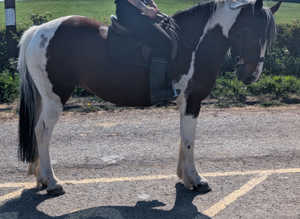 15.1hh cob cross chunky mare