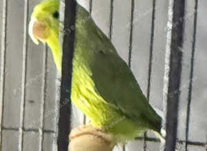 Baby parrotlets Glasgow