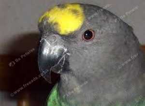 Baby Meyers parrot Glasgow
