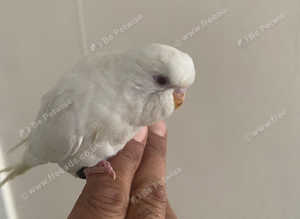 Bsby budgies