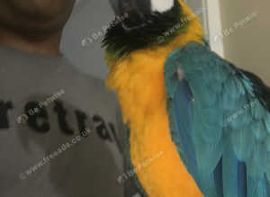 Blue gold macaw