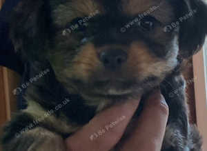 Toy poodle x toy yorkie