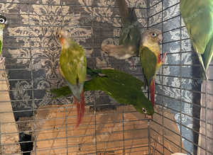 Mutation conures
