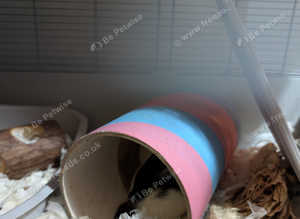 2 rats plus cage and equipment