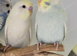 Beautiful Baby Budgies available!!!