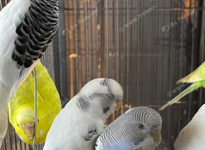 Baby budgies