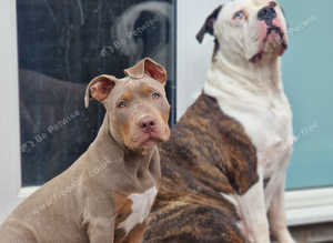American bulldog puppy for sale