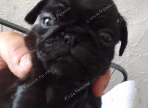 All black pug puppies