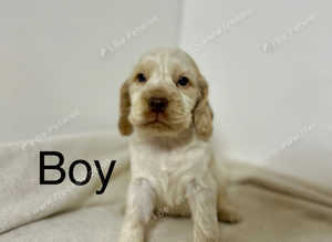 3 stunning cocker spaniel boys