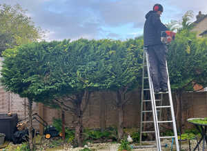 Hedge Cutting