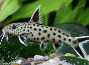 synodontis petricola