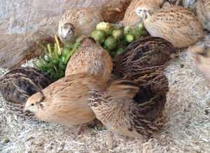 Quail hatching eggs (various breeds) x 12/24