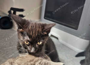 12 week old kittens for sale