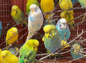 Budgies for new perches, boys and girls