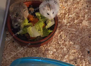 Brown Adorable Hamsters for Sale - Cage & Accessories Included!