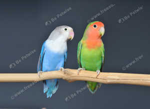 Baby Love birds,18