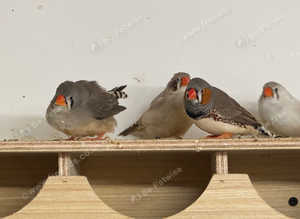 Zebra finches, a variety available