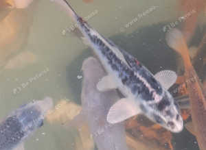 7-9 inch koi for sale