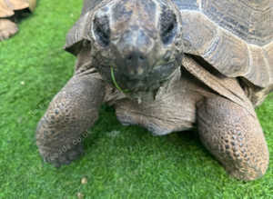 Aldabra Tortoise x2