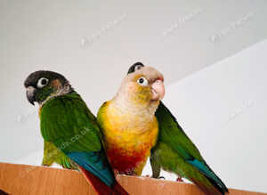Beautiful tame Conures in Dewsbury